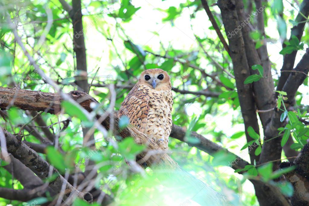 Pel's fishing owl (Scotopelia peli) in Zambia