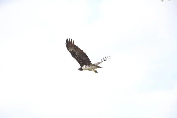 Martial Eagle (Polemaetus bellicosus) in Zambia — Stock Photo, Image