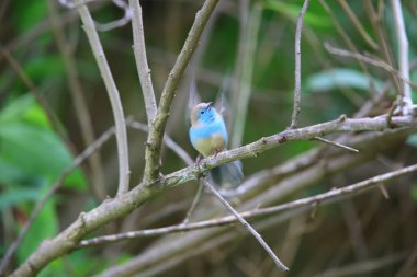Zambiya mavi waxbill (Uraeginthus angolensis)