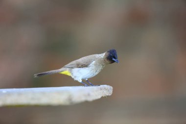 Karanlık şapkalı bülbül (Pycnonotus tricolor) Zambiya