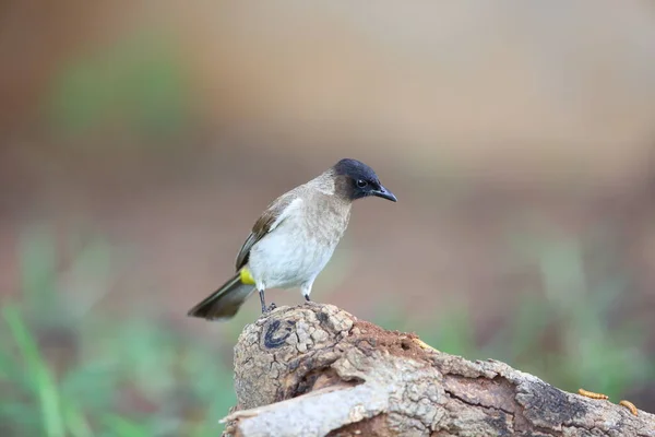 Sötét-capped bülbül (Pycnonotus tricolor) Zambiában — Stock Fotó