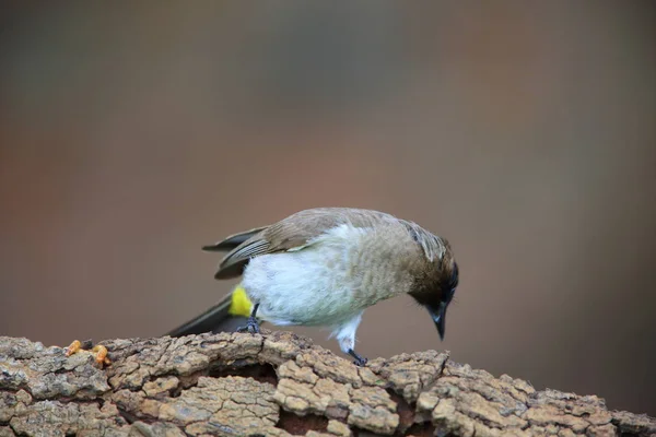 Sötét-capped bülbül (Pycnonotus tricolor) Zambiában — Stock Fotó