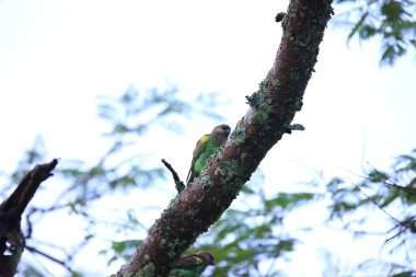 Zambiya Meyer'ın papağanı (Poicephalus meyeri)