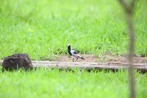 Herrero soltando (Vanellus armatus) en Zambia — Foto de Stock