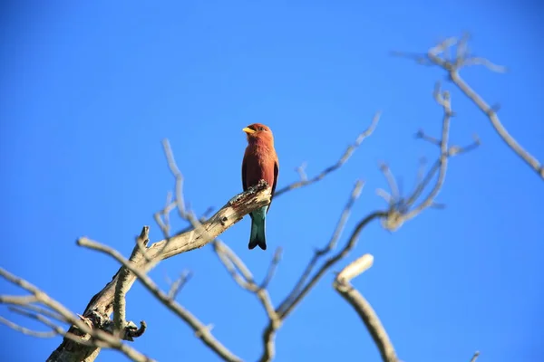 Rullo a becco largo (Eurystomus glaucurus) in Zambia — Foto Stock