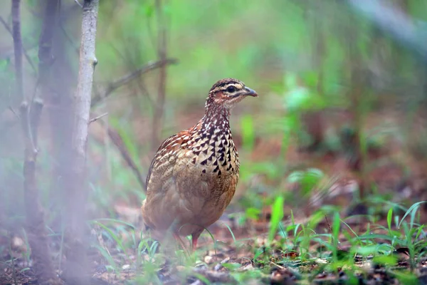 Crested francolin (Dendroperdix sephaena) Sambiassa — kuvapankkivalokuva