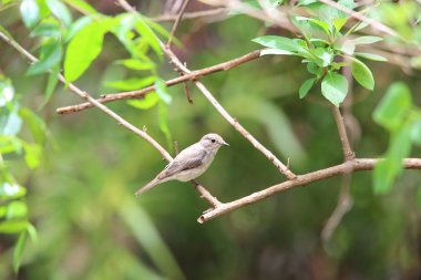 Zambiya benekli sinekkapan (Muscicapa striata)