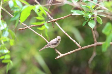 Zambiya benekli sinekkapan (Muscicapa striata)
