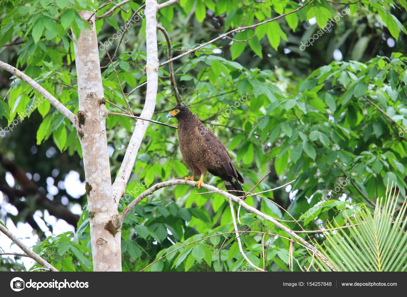 Unduh 48 Koleksi Gambar Flora Fauna Indonesia Paling Baru HD
