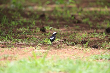 Zambiya Arnot'ın sohbet (Myrmecocichla arnotti)