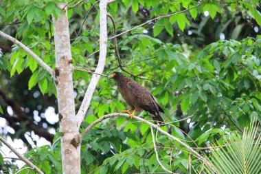Simeulue yılan kartalı (Spilornis cheela abbotti) Simeulue Adası, Batı Sumatra, Endonezya