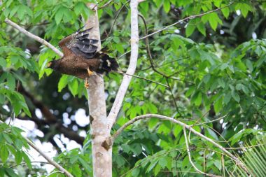 Simeulue yılan kartalı (Spilornis cheela abbotti) Simeulue Adası, Batı Sumatra, Endonezya