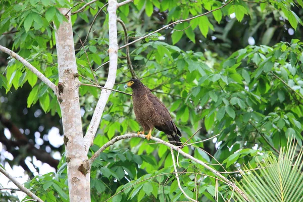 Simeulue Serpent Eagle (Spilornis cheela abbotti) in Simeulue Island, West-Sumatra, Indonesië — Stockfoto