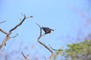 Zambiya taç kartal (Stephanoaetus coronatus)