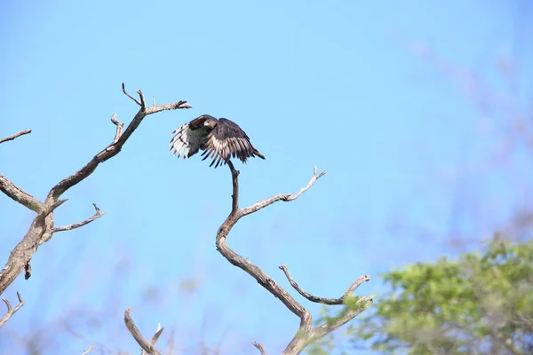 在赞比亚的冠的鹰 （Stephanoaetus 锈病） — 图库照片