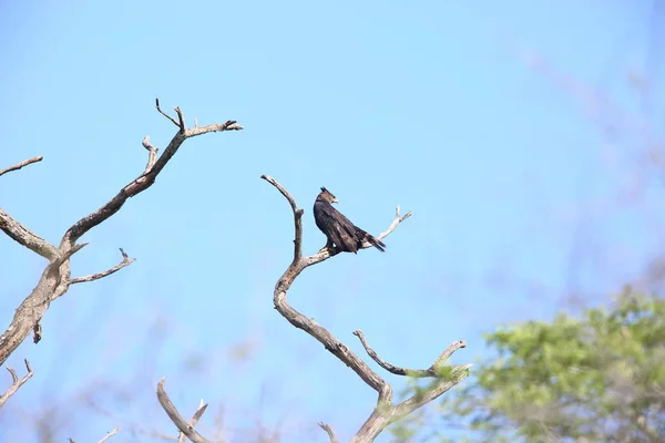 Вінценосний орел (Stephanoaetus coronatus) в Замбії — стокове фото