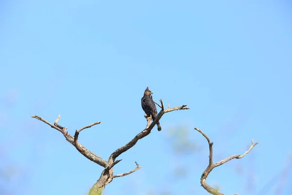 잠비아에서 관 씌운된 독수리 (Stephanoaetus coronatus) — 스톡 사진