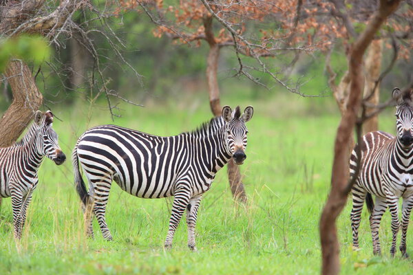 Plains zebra (Equus quagga) in Zambia