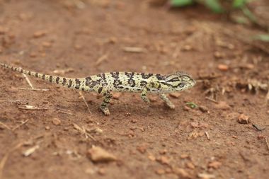 Zambiya flep boyunlu bukalemun (bayağı dilepis)