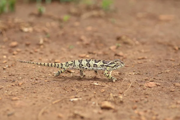 Flap-necked chameleon (Chamaeleo dilepis) in Zambia — Stockfoto