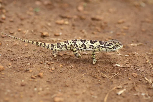 Flap-necked chameleon (Chamaeleo dilepis) in Zambia — Stock Photo, Image