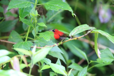 Endonezya Kızıl sunbird (Aethopyga siparaja)