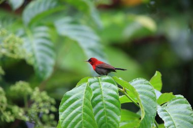 Endonezya Kızıl sunbird (Aethopyga siparaja)