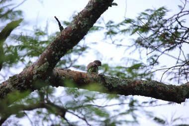 Zambiya Meyer'ın papağanı (Poicephalus meyeri)