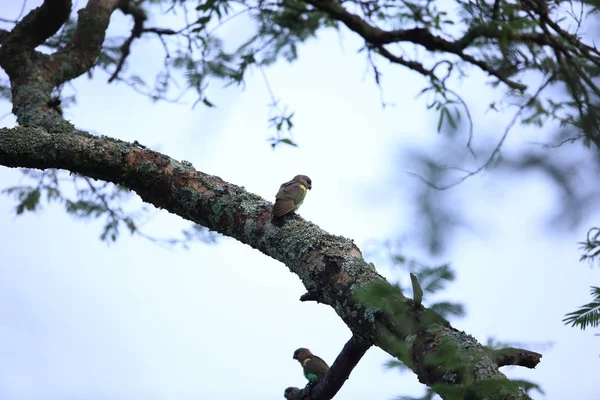 Meyer's parrot (Neophema meyeri) w Zambii — Zdjęcie stockowe