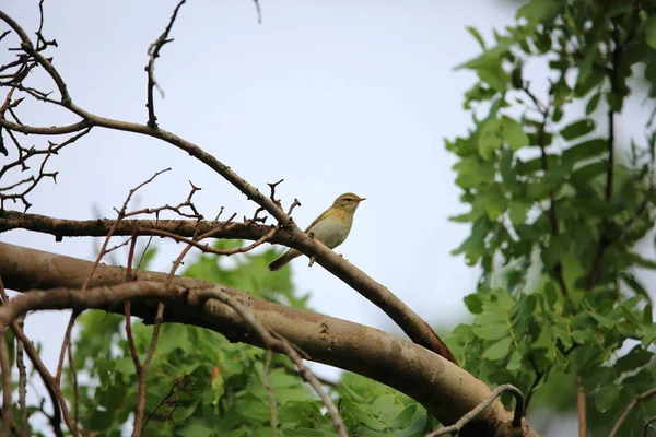 Willow warbler (Phylloscopus trochilus) in Zambia — Stock Photo, Image