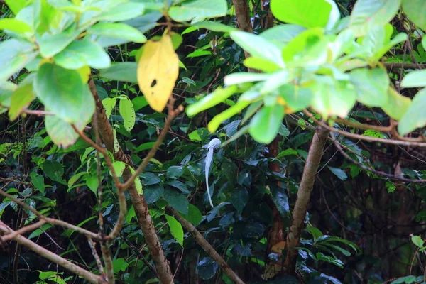 Acchiappamosche paradiso asiatico o acchiappamosche paradiso di Blyth (Terpsiphone affinis procera) nell'isola di Simeulue, Indonesia — Foto Stock