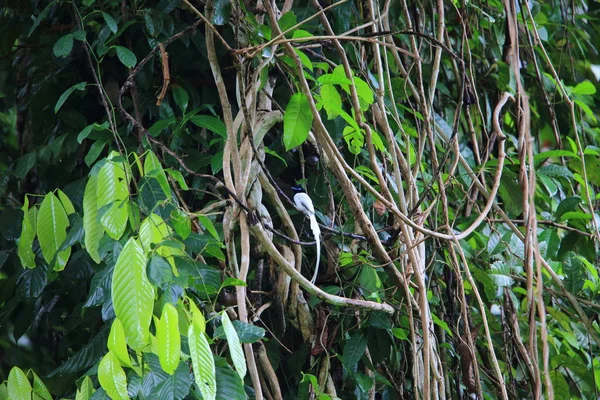 Aziatische paradijs vliegenvanger of Blyth van paradijs vliegenvanger (Terpsiphone affinis procera) in Simeulue eiland, Indonesië — Stockfoto