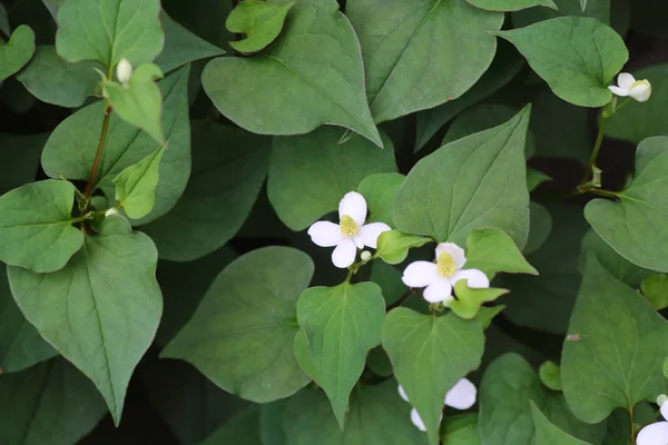 Zecca di pesce (Houttuynia cordata) in Giappone — Foto Stock