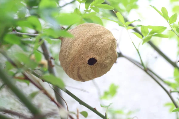日本小さなコガタスズメバチ () 在日の巣 — ストック写真