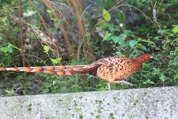 Faisão de cobre (Syrmaticus soemmerringii intermedius) macho no Japão — Fotografia de Stock