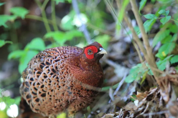 Japonya'da sülün (Syrmaticus soemmerringii intermedius) erkek bakır — Stok fotoğraf