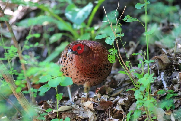 Kupferfasan (syrmaticus soemmerringii intermedius) männlich in Japan — Stockfoto