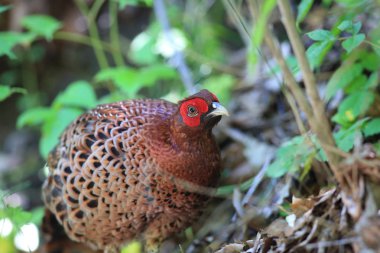 Japonya'da sülün (Syrmaticus soemmerringii intermedius) erkek bakır
