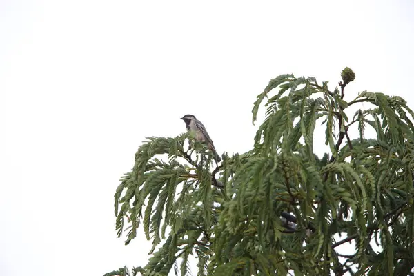 Miombo Тит (Melaniparus griseiventris) в Замбії — стокове фото