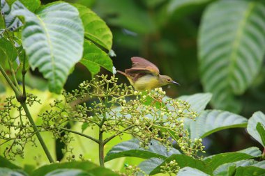 Sunbird (Anthreptes malacensis) Simeulue islando, Endonezya kadın kahverengi gerdanlı