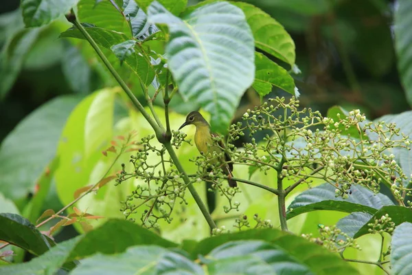 Uccello bruno (Anthreptes malacensis) femmina a Simeulue islando, Indonesia — Foto Stock