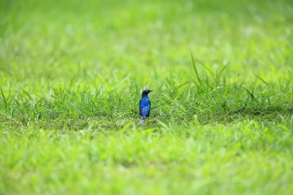 在赞比亚奥姆兰耳八哥 （Lamprotornis 伊丽莎白） — 图库照片