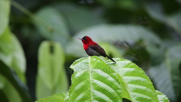 Endonezya Kızıl sunbird (Aethopyga siparaja) — Stok video