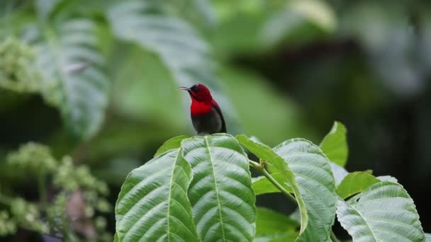 Crimson sunbird (Aethopyga siparaja) in Indonesië — Stockvideo