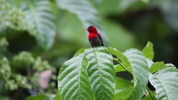Endonezya Kızıl sunbird (Aethopyga siparaja) — Stok video