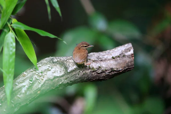 Japonya Asya stubtail (Urosphena squameiceps) — Stok fotoğraf