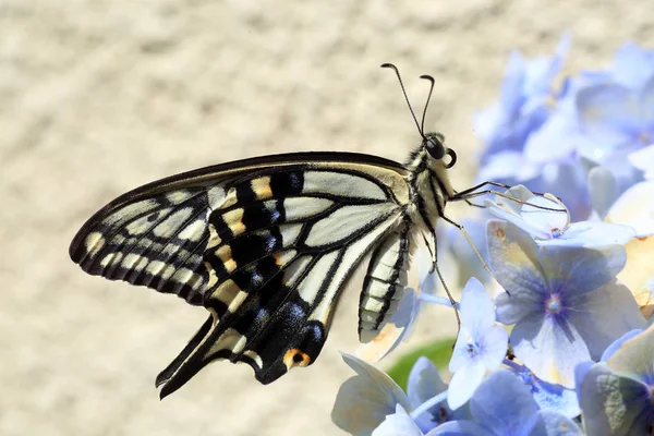 Азіатський Swallowtail (Вітрильник-Папілій Ксут) в Японії — стокове фото