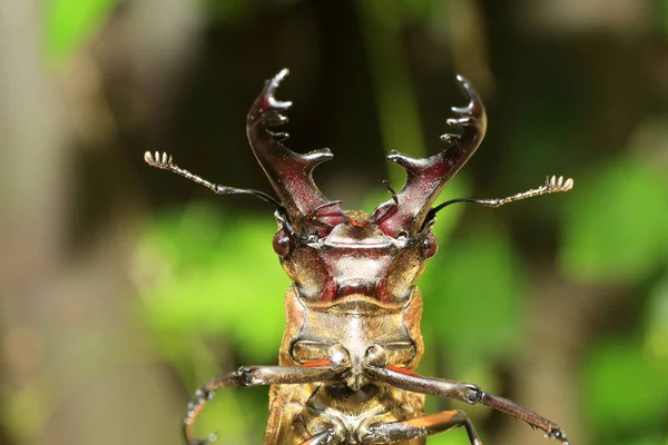 Miyama Roháč Lucanus Maculifemoratus Japonsku — Stock fotografie