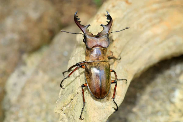 Miyama Stag Beetle Lukan Maculifemoratus Japonii — Zdjęcie stockowe