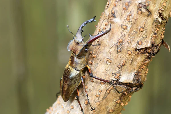 Miyama Stag Beetle Lucanus Maculifemoratus Japón — Foto de Stock